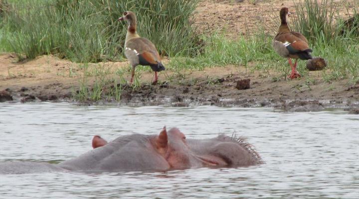 Kruger Park 2 Night Safari Get Away