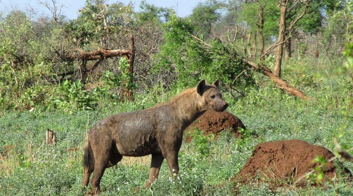 Kruger Park 2 Night Safari Get Away