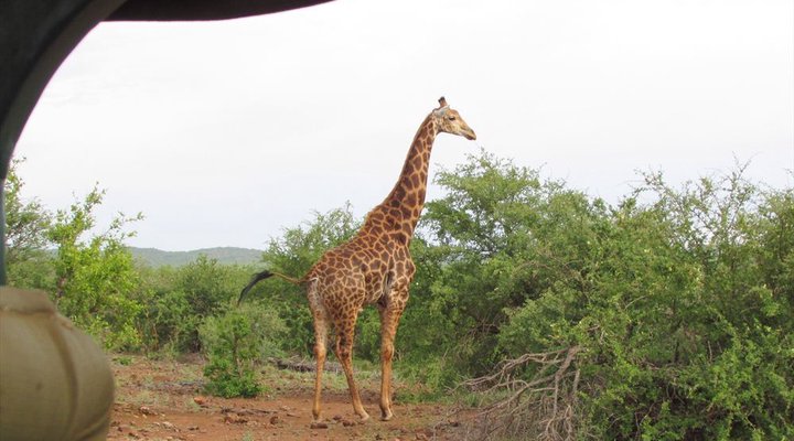 4 Night Kruger Park Safari and Activities Tour