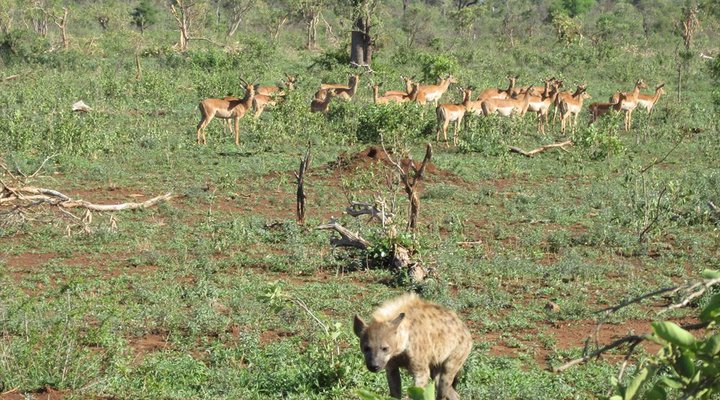 4 Night Kruger Park Safari and Activities Tour