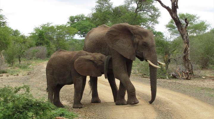 4 Night Kruger Park Safari and Activities Tour