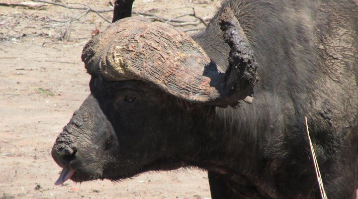 4 Night Kruger Park Safari and Activities Tour