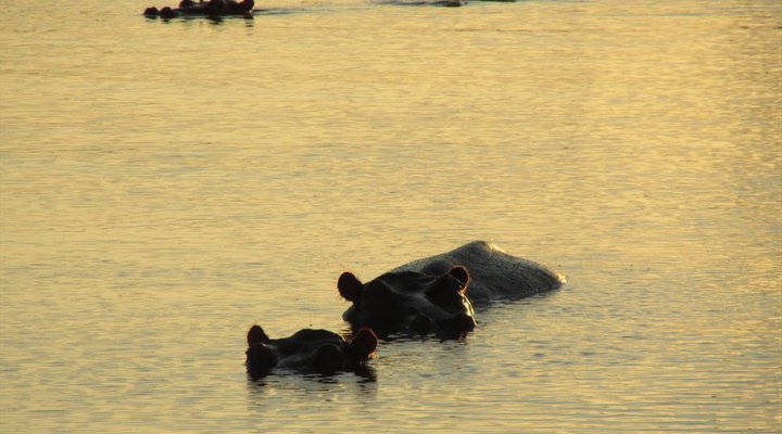 4 Night Kruger Park Safari and Activities Tour