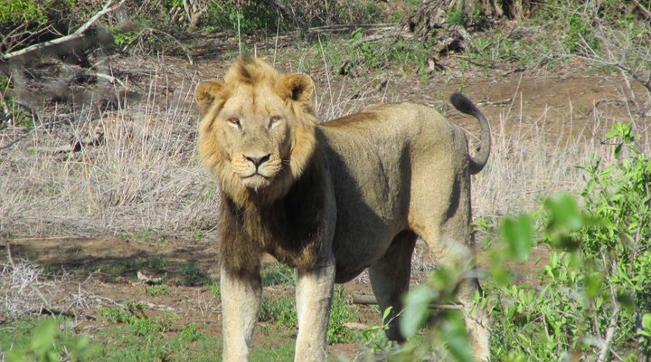 4 Night Kruger Park Safari and Activities Tour