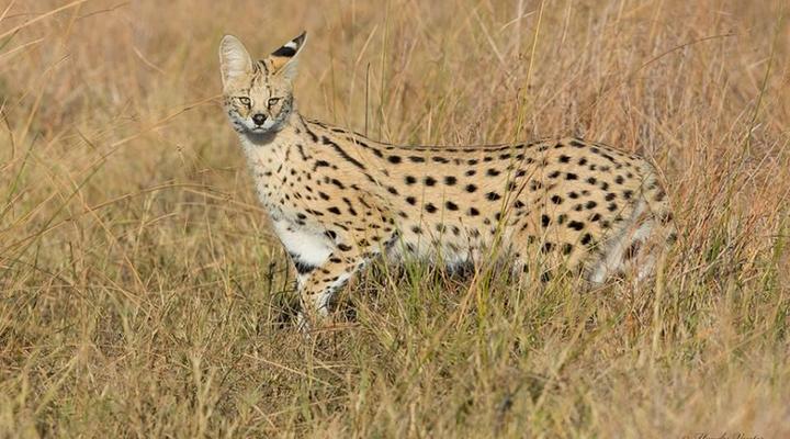 11 Night Third Bridge Mobile Camp & Safari Package