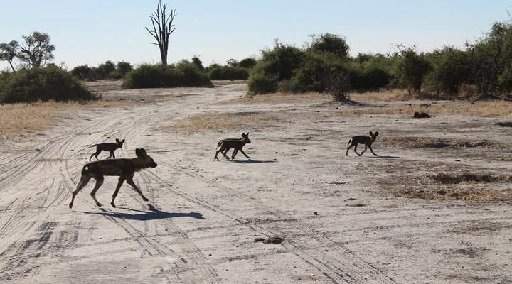 11 Night Third Bridge Mobile Camp & Safari Package