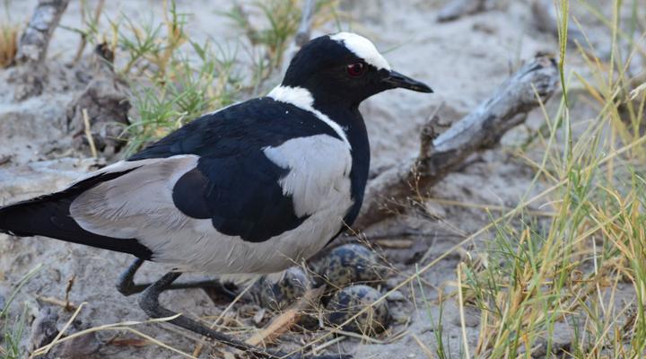 11 Night Third Bridge Mobile Camp & Safari Package