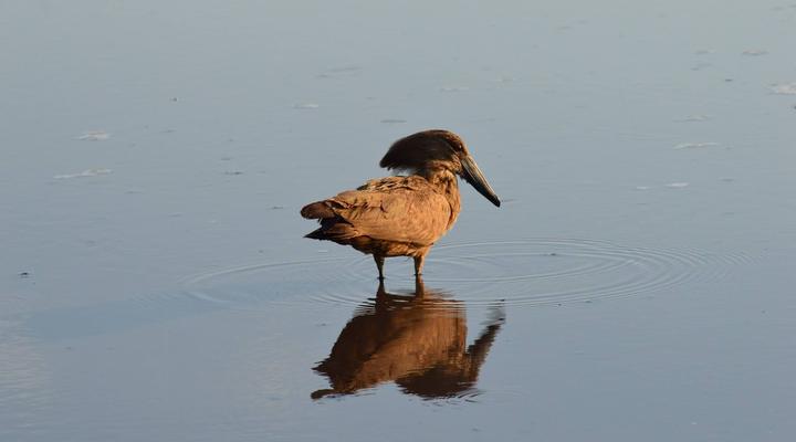  Khwai Mobile Camp & Safari