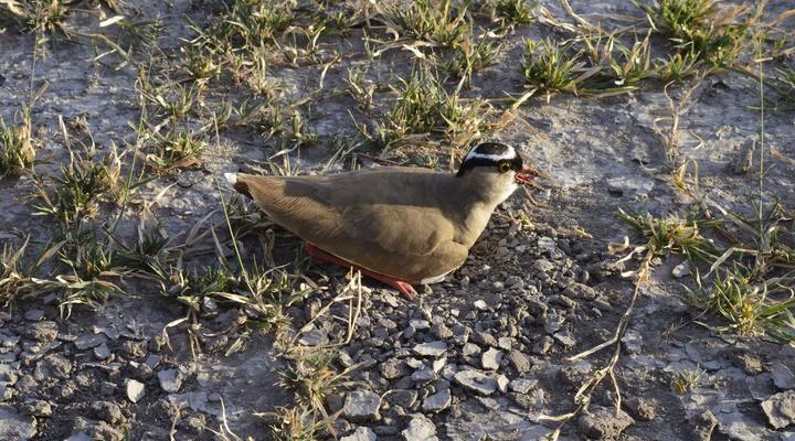  Khwai Mobile Camp & Safari