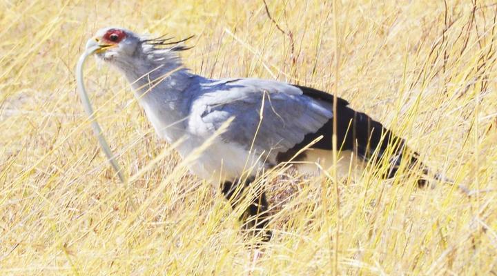  Khwai Mobile Camp & Safari