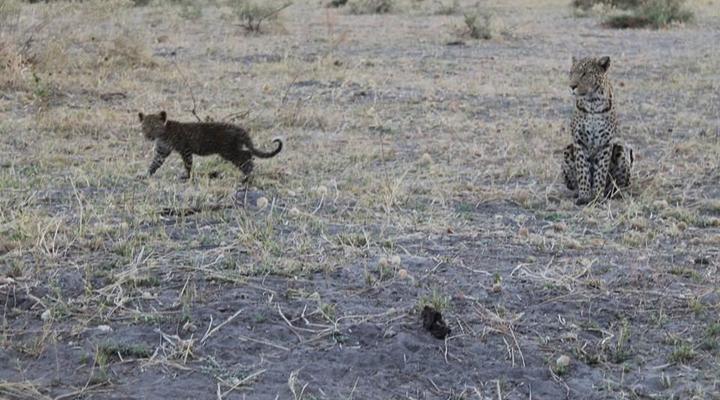  Khwai Mobile Camp & Safari