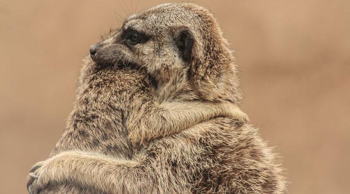  Khwai Mobile Camp & Safari