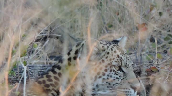  Khwai Mobile Camp & Safari