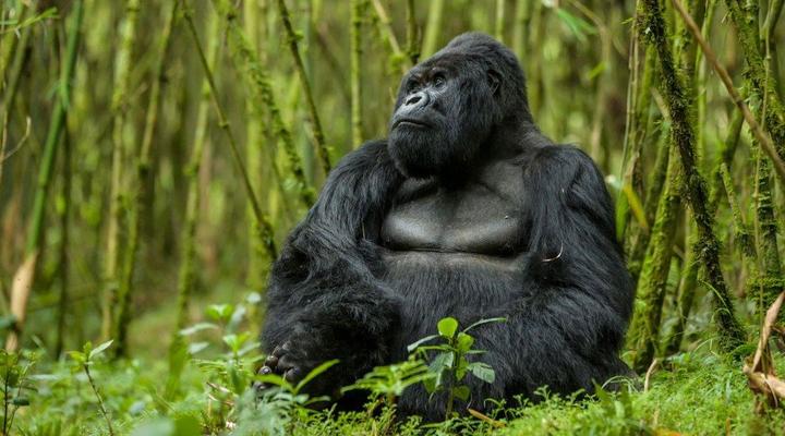 Devine African Safaris | Gorilla Safaris Company