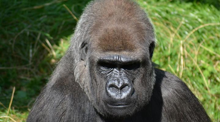 Devine African Safaris | Gorilla Safaris Company