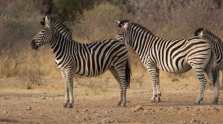 Noko Lodge Mabalingwe