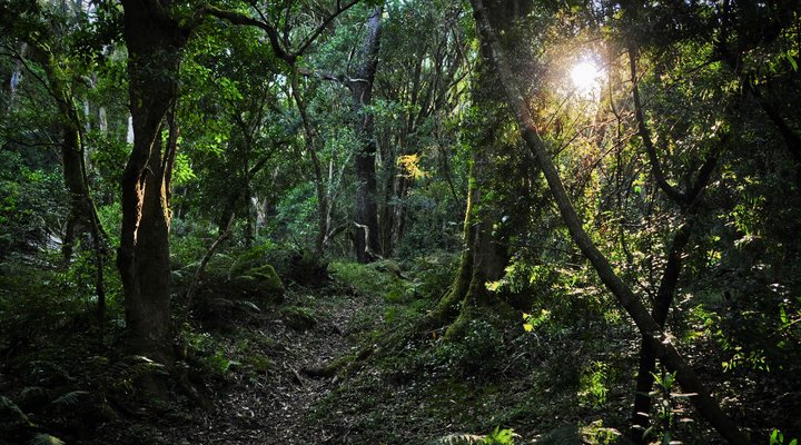 Kurisa Moya Nature Lodge