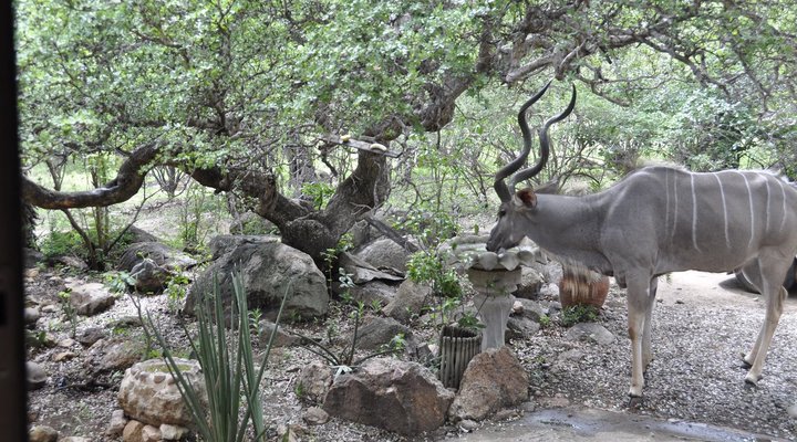 Milkwood