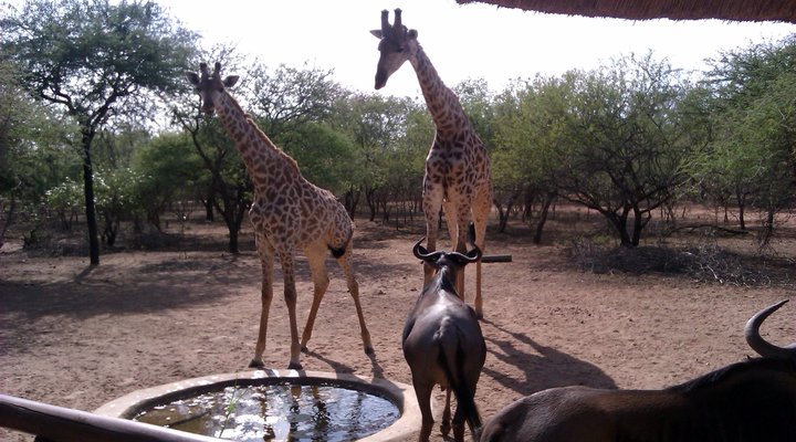 Chipembere Bush Lodge