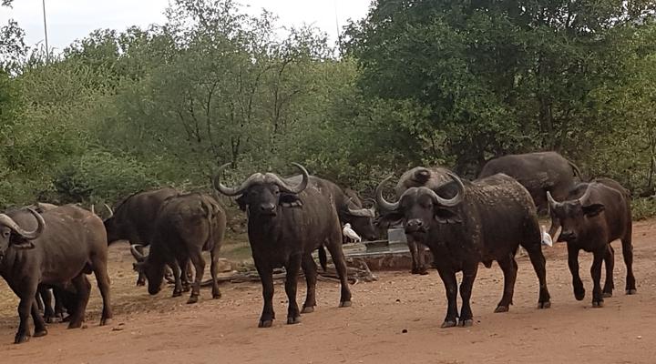 Noko Lodge Mabalingwe