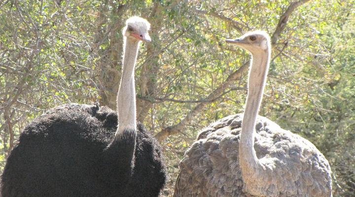 Noko Lodge Mabalingwe