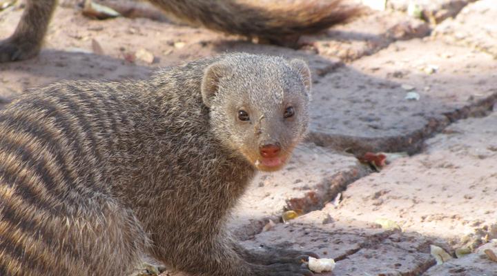Noko Lodge Mabalingwe