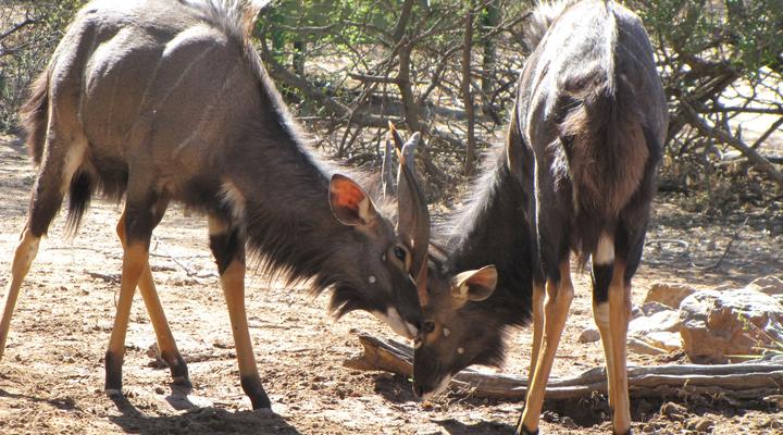 Noko Lodge Mabalingwe
