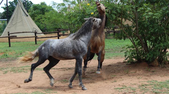 Tipis Africa Guest Lodge