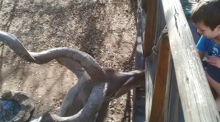 Live-A-Little - Marloth Park