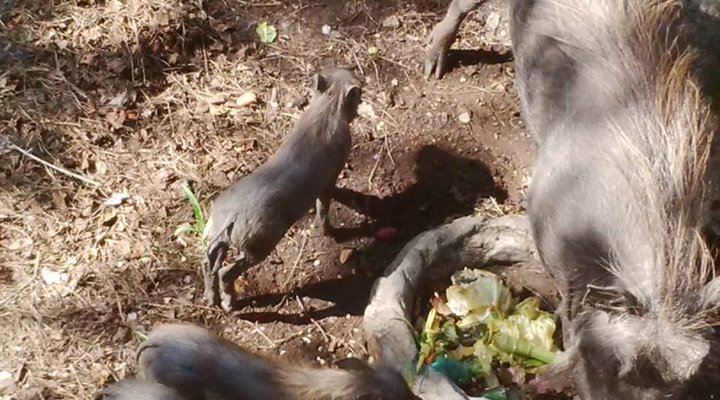 Live-A-Little - Marloth Park