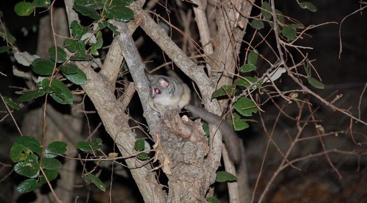 Live-A-Little - Marloth Park