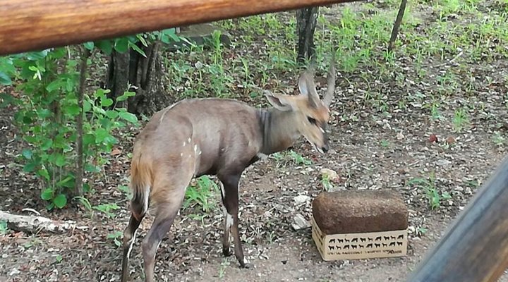 Live-A-Little - Marloth Park