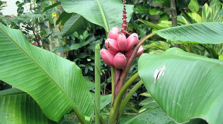 Casa Tia Villa Holiday Home Mauritius