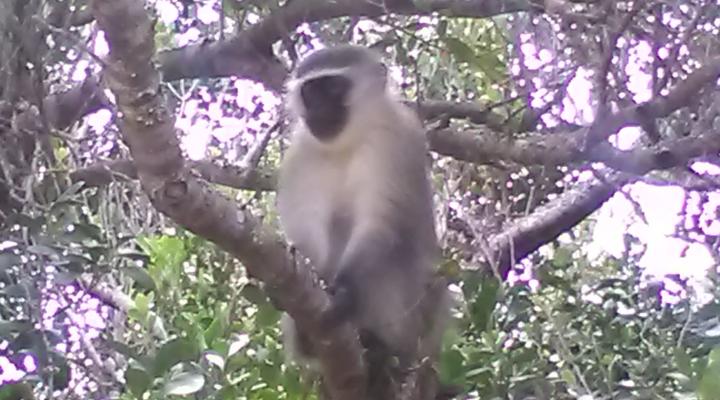 Nature's Valley Beach House