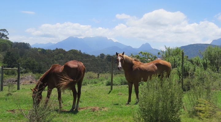 Aafrika Amazing View