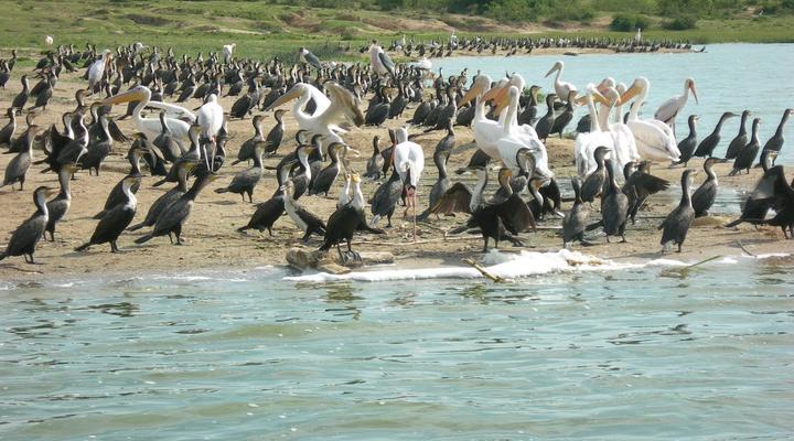 Tristar Africa Skimmer Safaris - Gorilla Safari