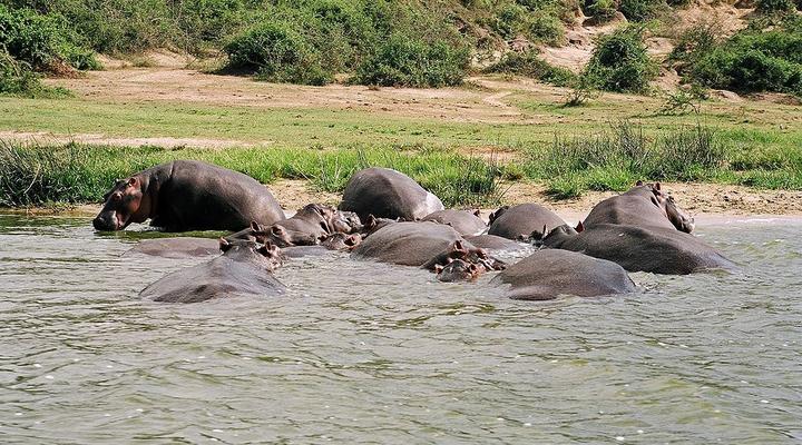Tristar Africa Skimmer Safaris - Gorilla Safari