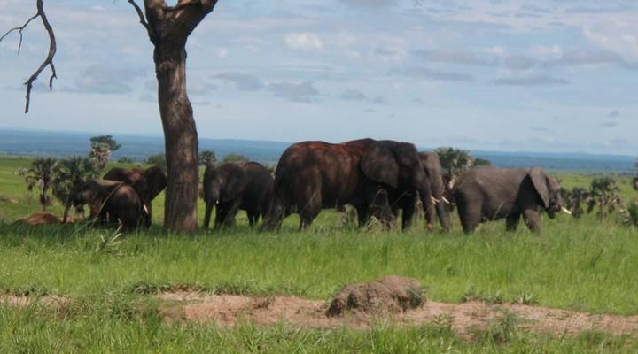 Tristar Africa Skimmer Safaris - Gorilla Safari