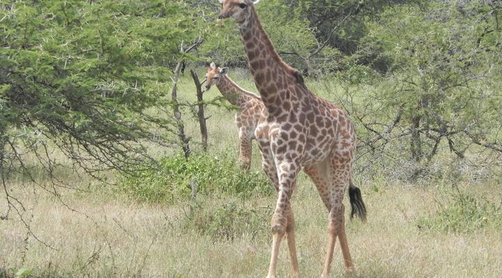 Marloth Kruger Little Manor
