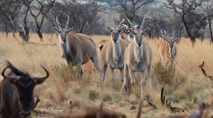 Syringa Sands Forest Cottage