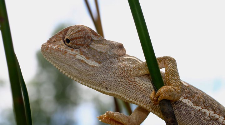 Syringa Sands Forest Cottage