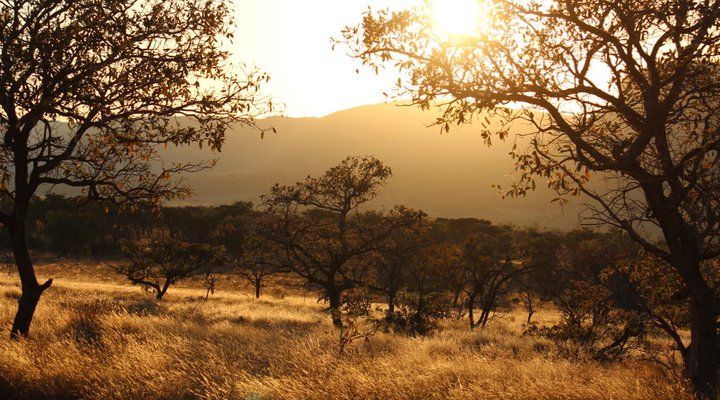Syringa Sands Forest Cottage
