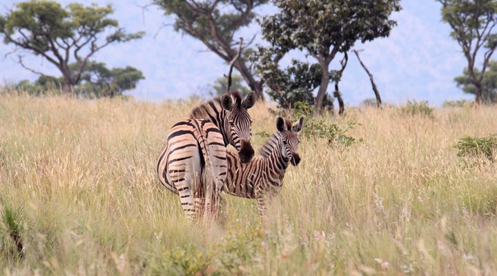 Syringa Sands Forest Cottage