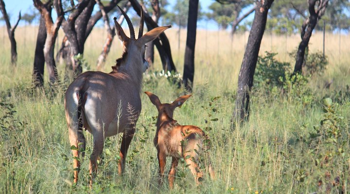 Syringa Sands Bush Camp Site