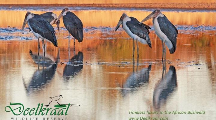 Deelkraal Wildlife Reserve