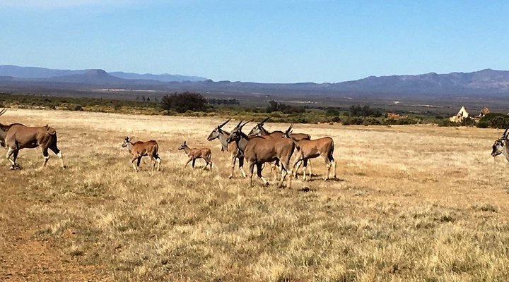 Kareekloof Conservancy- Commando House