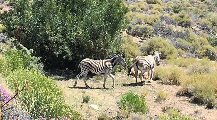 Kareekloof Conservancy- Commando House