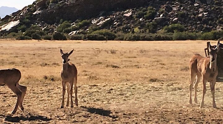 Kareekloof Conservancy- Commando House