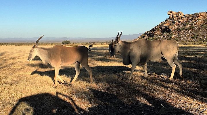 Kareekloof Conservancy- Commando House
