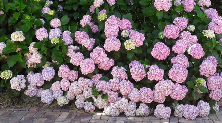 Belle Ombre Guest House